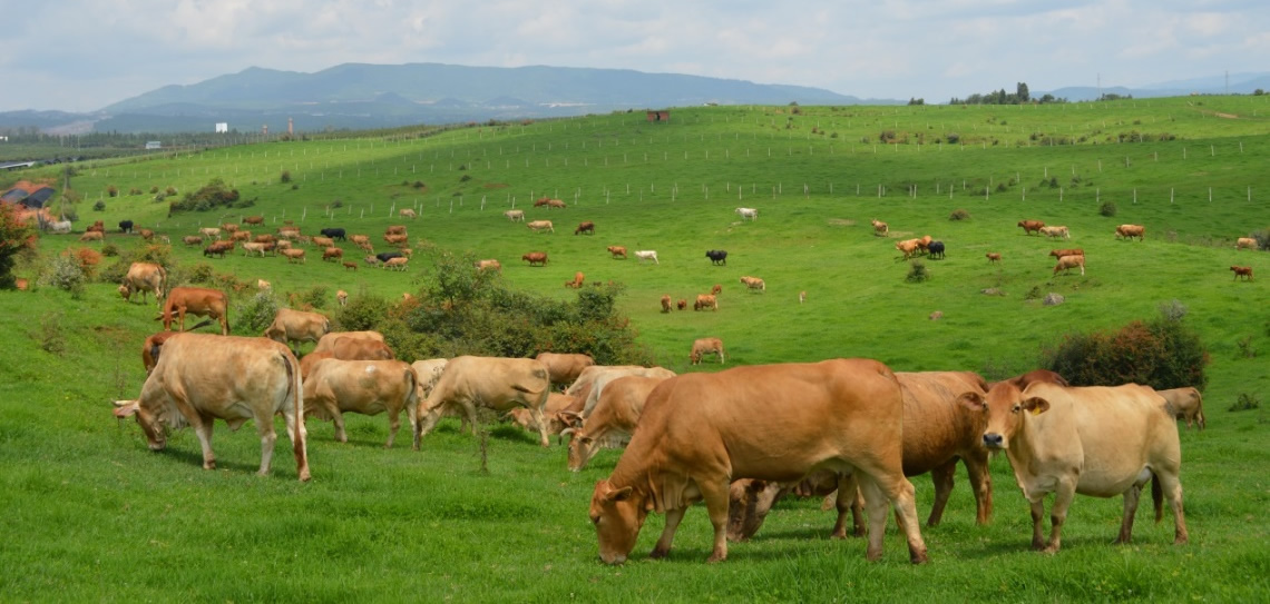 南方草山草坡开发大有可为----以云南为例